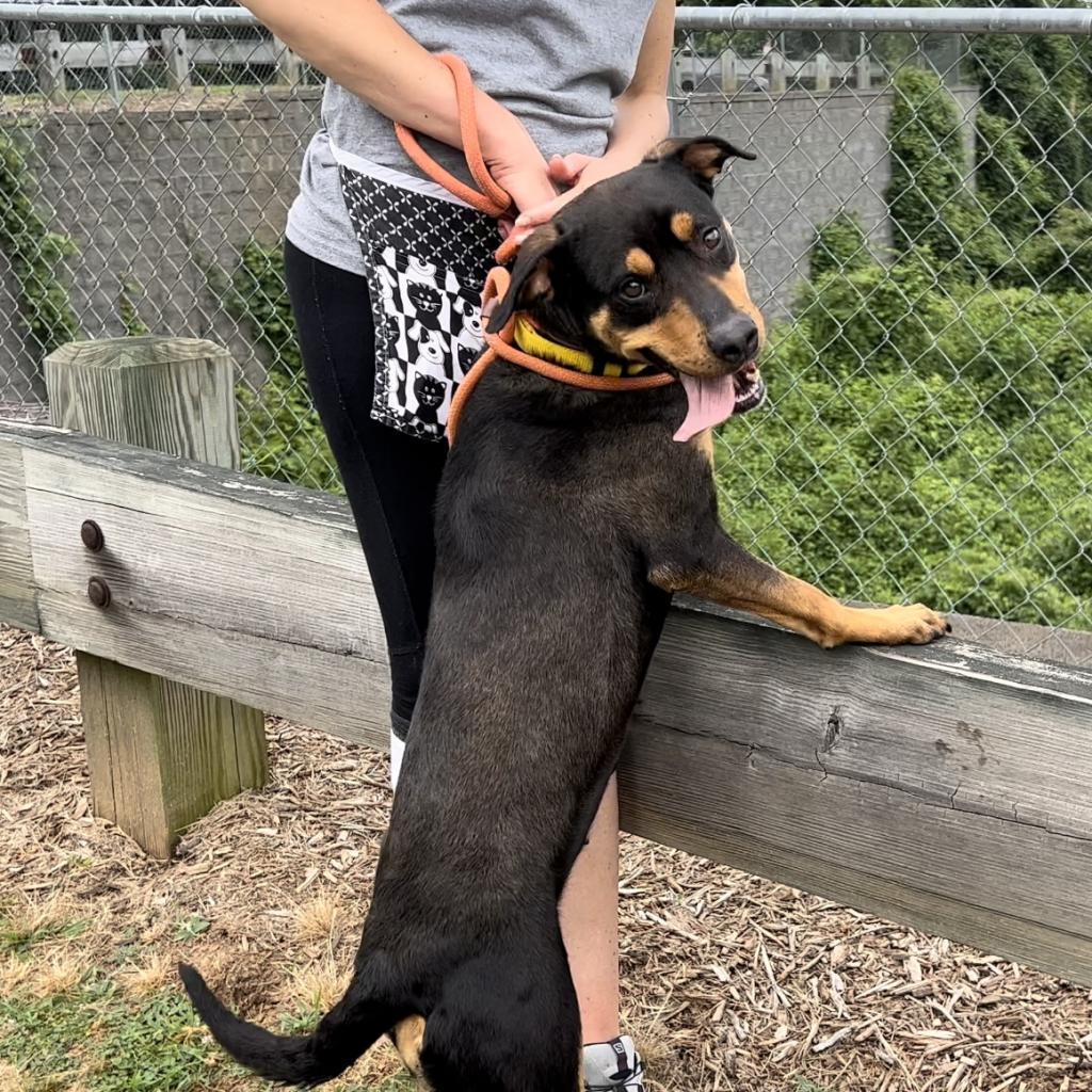 Ruby, a Adoptable Mixed Breed in Asheville, NC image 5/6