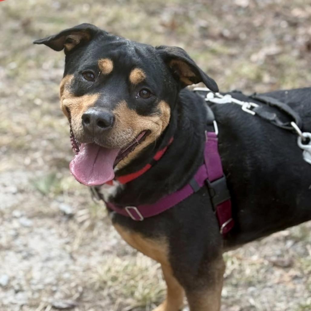 Ruby, a Adoptable Mixed Breed in Asheville, NC image 6/6