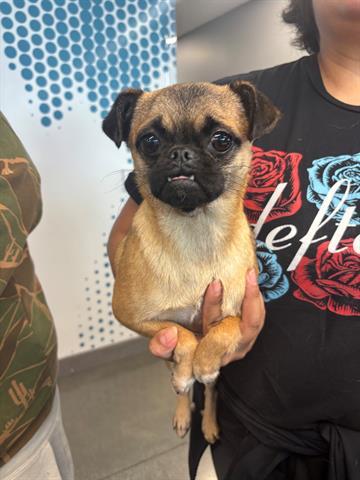 SHELBY, Adoptable, Young Female Pug & Mixed Breed.