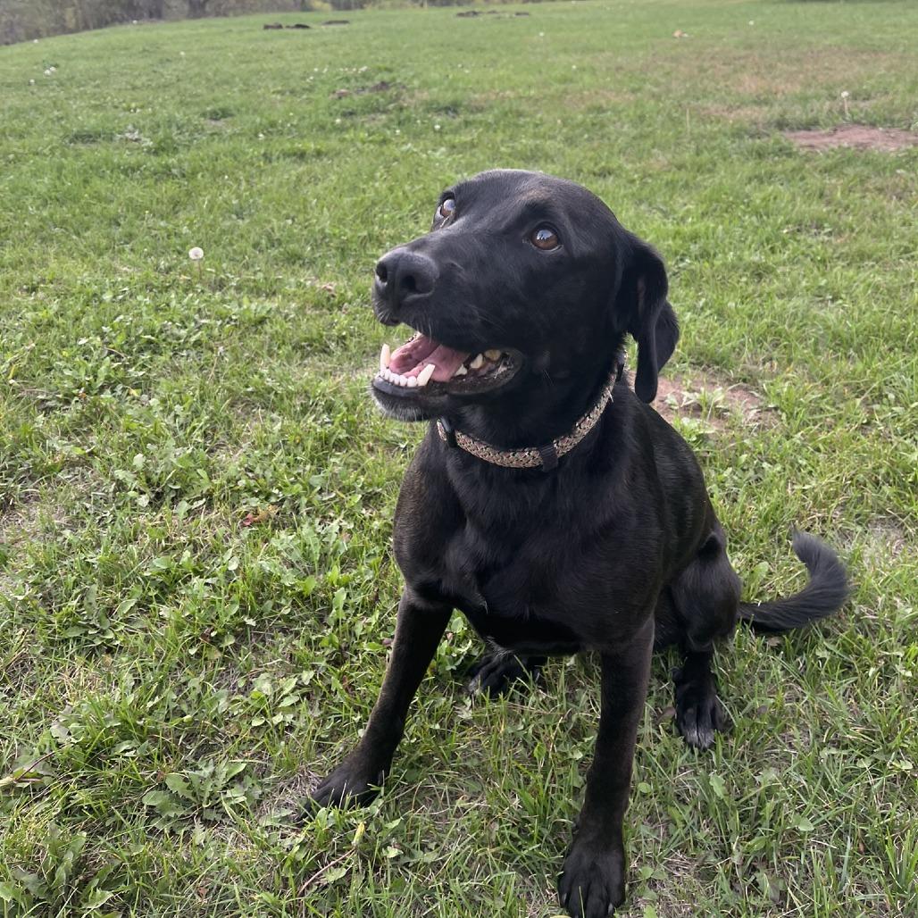 Enlarge Pepper Ann D3291, a Adoptable Labrador Retriever in Princeton, MN image 1/5