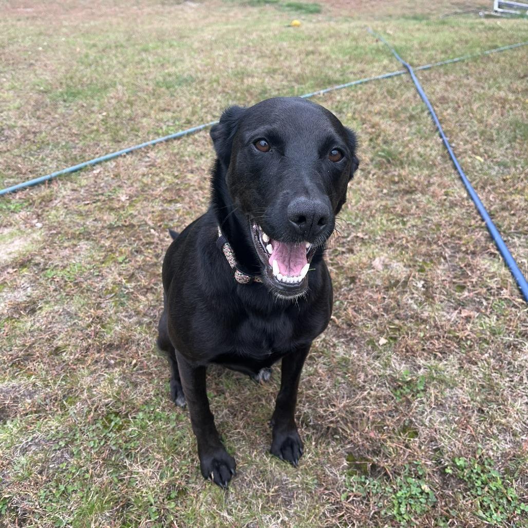 Enlarge Pepper Ann D3291, a Adoptable Labrador Retriever in Princeton, MN image 2/5