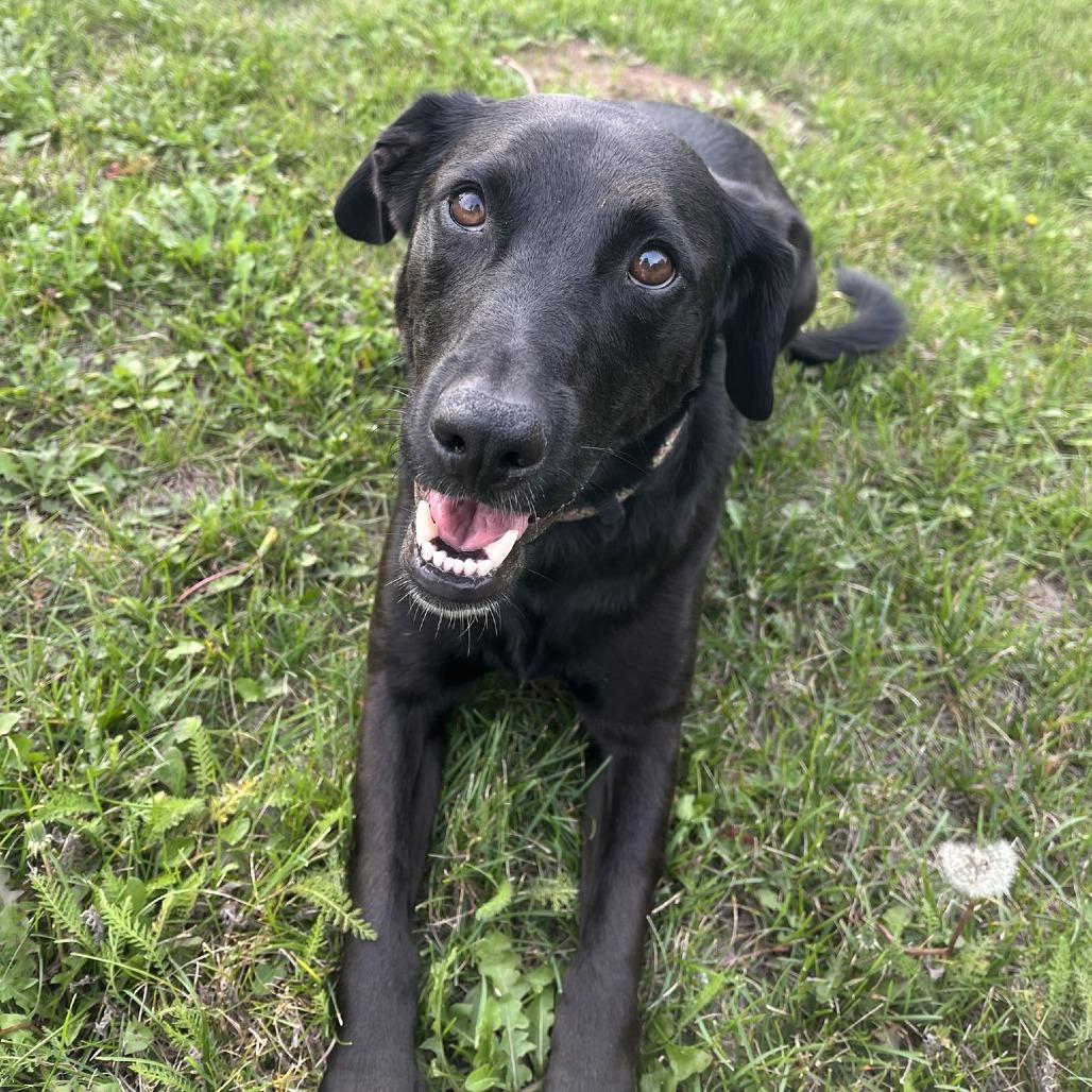 Enlarge Pepper Ann D3291, a Adoptable Labrador Retriever in Princeton, MN image 3/5