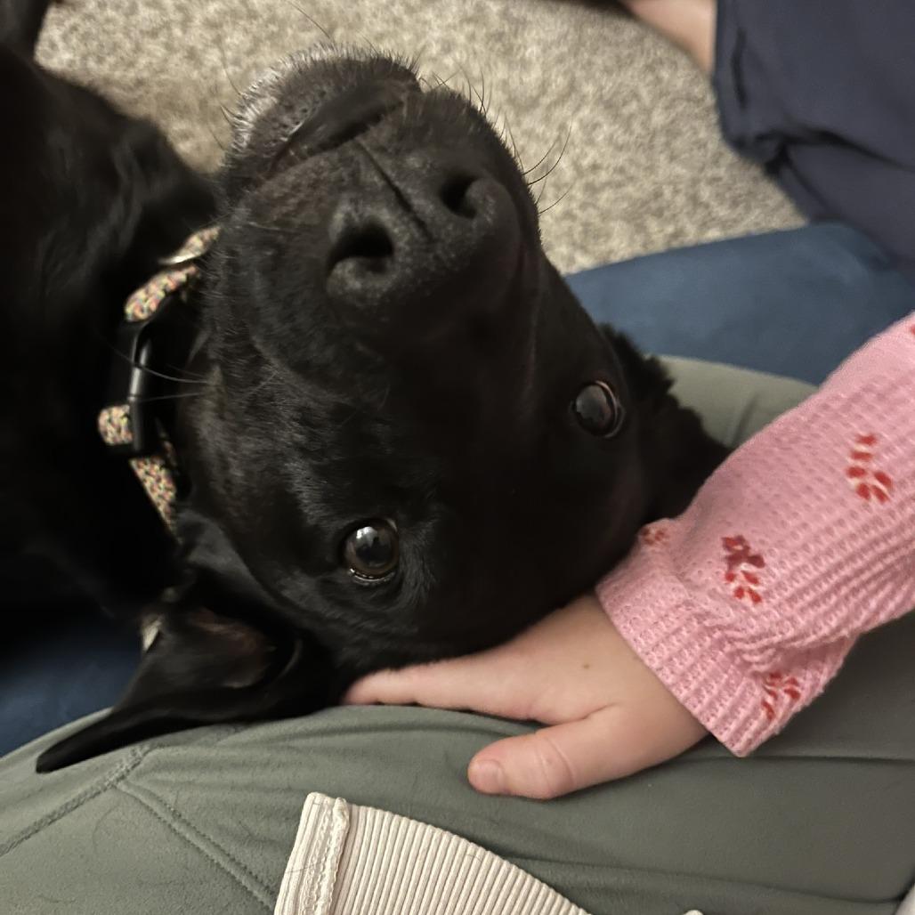 Enlarge Pepper Ann D3291, a Adoptable Labrador Retriever in Princeton, MN image 4/5