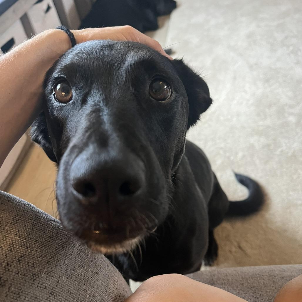 Enlarge Pepper Ann D3291, a Adoptable Labrador Retriever in Princeton, MN image 5/5