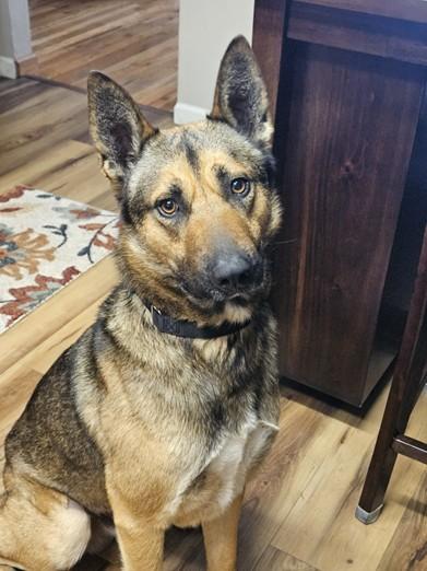 Charlie, Adopted, Adult Male German Shepherd Dog.