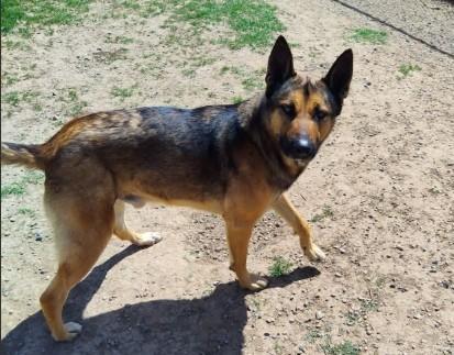 Charlie, a Adopted German Shepherd Dog in Discovery Bay, CA image 2/4