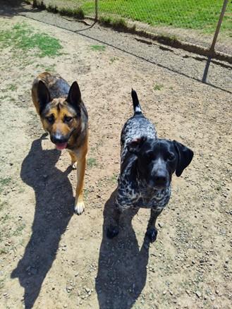 Charlie, a Adopted German Shepherd Dog in Discovery Bay, CA image 3/4