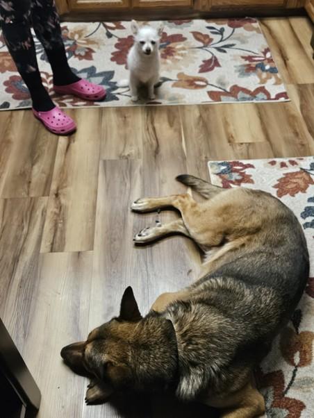 Charlie, a Adopted German Shepherd Dog in Discovery Bay, CA image 4/4