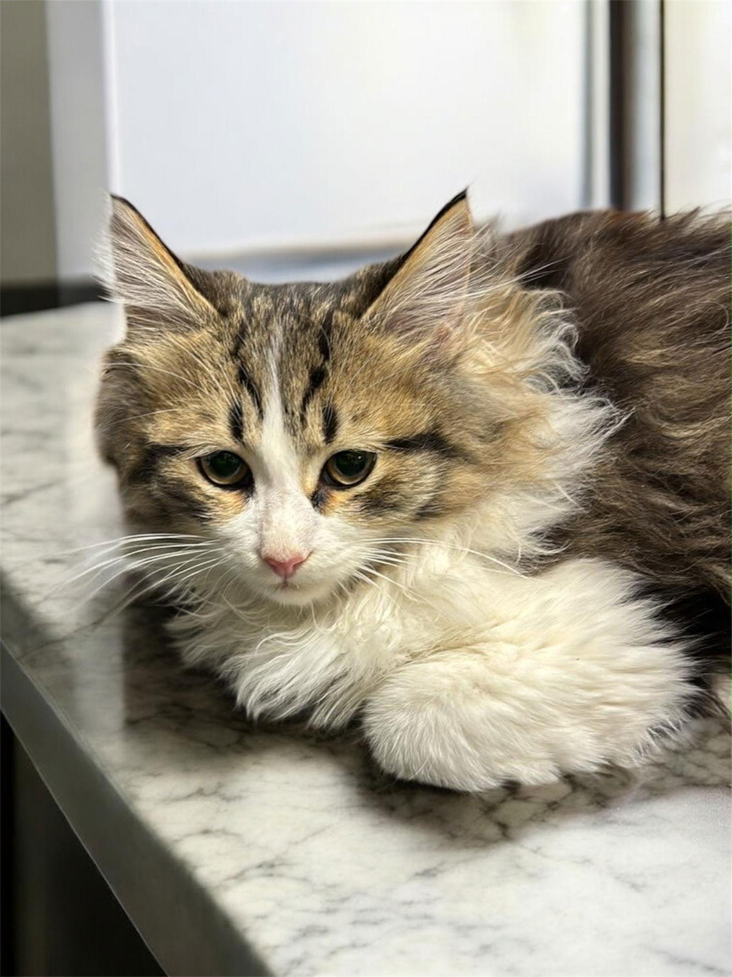 Cheesecake thumbnail 2