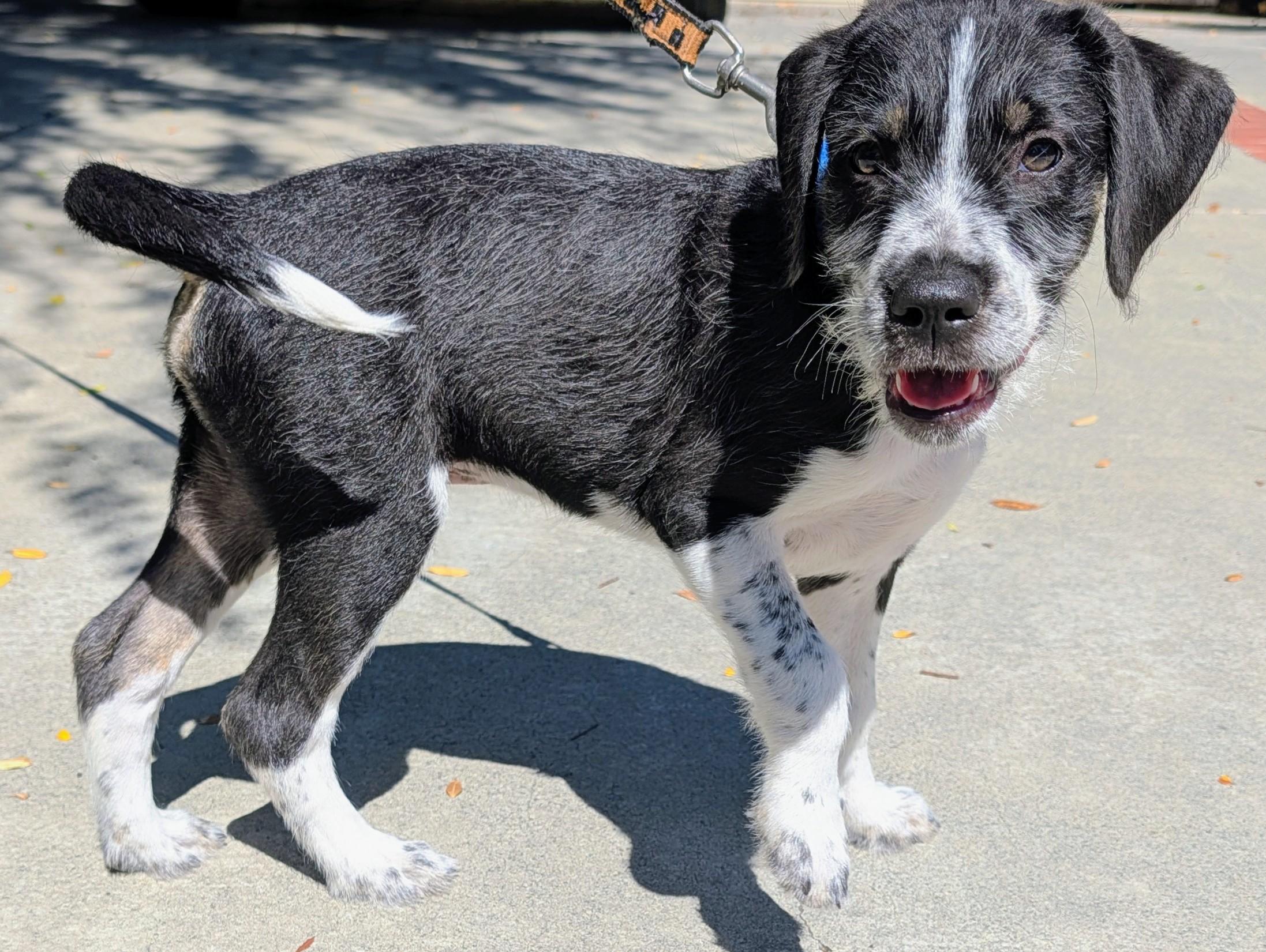 Mickey, a ADOPTABLE mixed breed in Redwood City, CA image 4/6