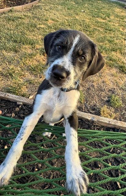 Mickey, a ADOPTABLE mixed breed in Redwood City, CA image 3/6