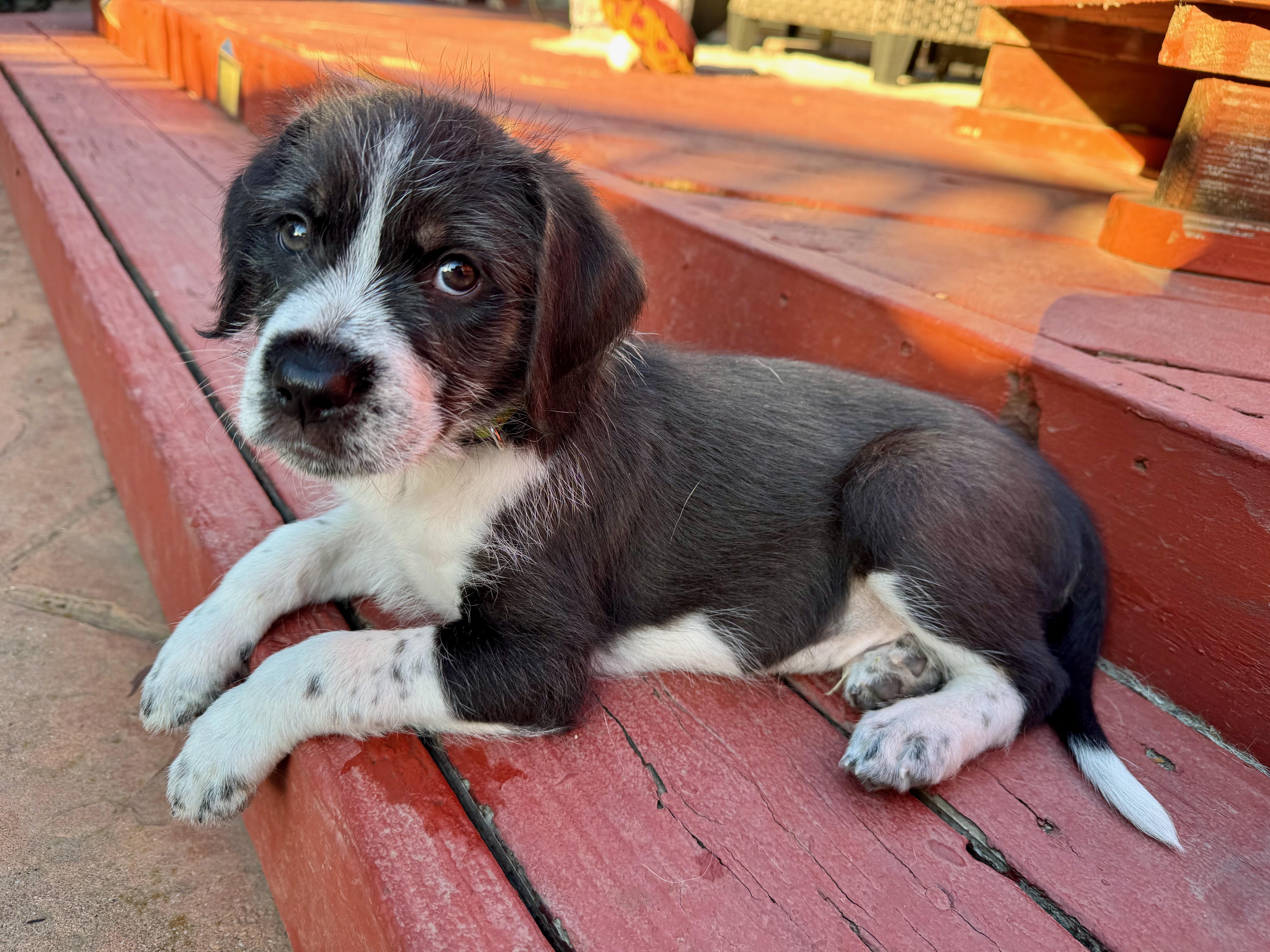 Mickey, a ADOPTABLE mixed breed in Redwood City, CA image 1/6