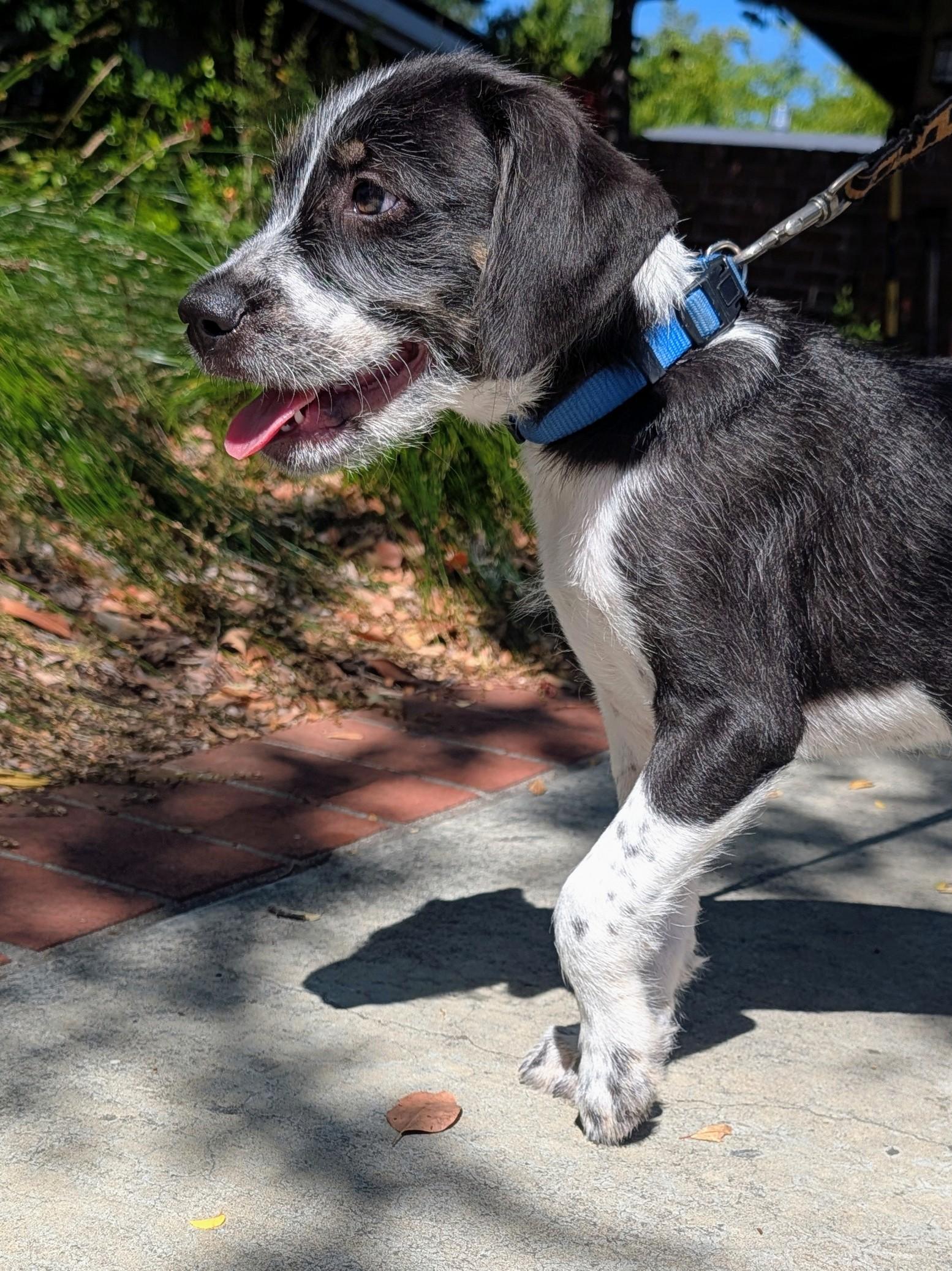 Mickey, a ADOPTABLE mixed breed in Redwood City, CA image 5/6