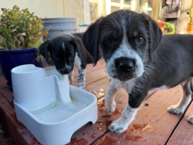 Mickey, a ADOPTABLE mixed breed in Redwood City, CA image 6/6