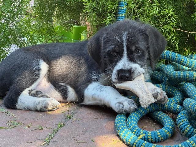 Mickey, a ADOPTABLE mixed breed in Redwood City, CA image 4/6