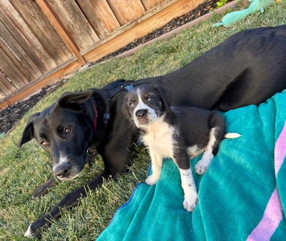 Mickey, a ADOPTABLE mixed breed in Redwood City, CA image 3/6