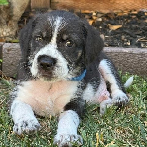 Mickey, a ADOPTABLE mixed breed in Redwood City, CA image 2/6