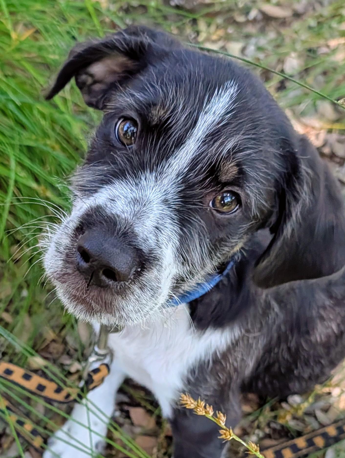 Mickey, a ADOPTABLE mixed breed in Redwood City, CA image 6/6