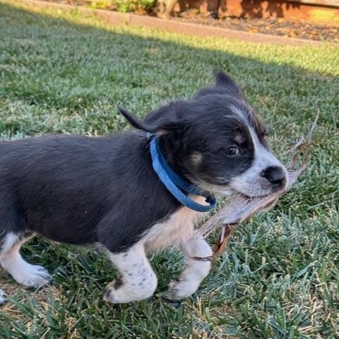 Mickey, a ADOPTABLE mixed breed in Redwood City, CA image 5/6
