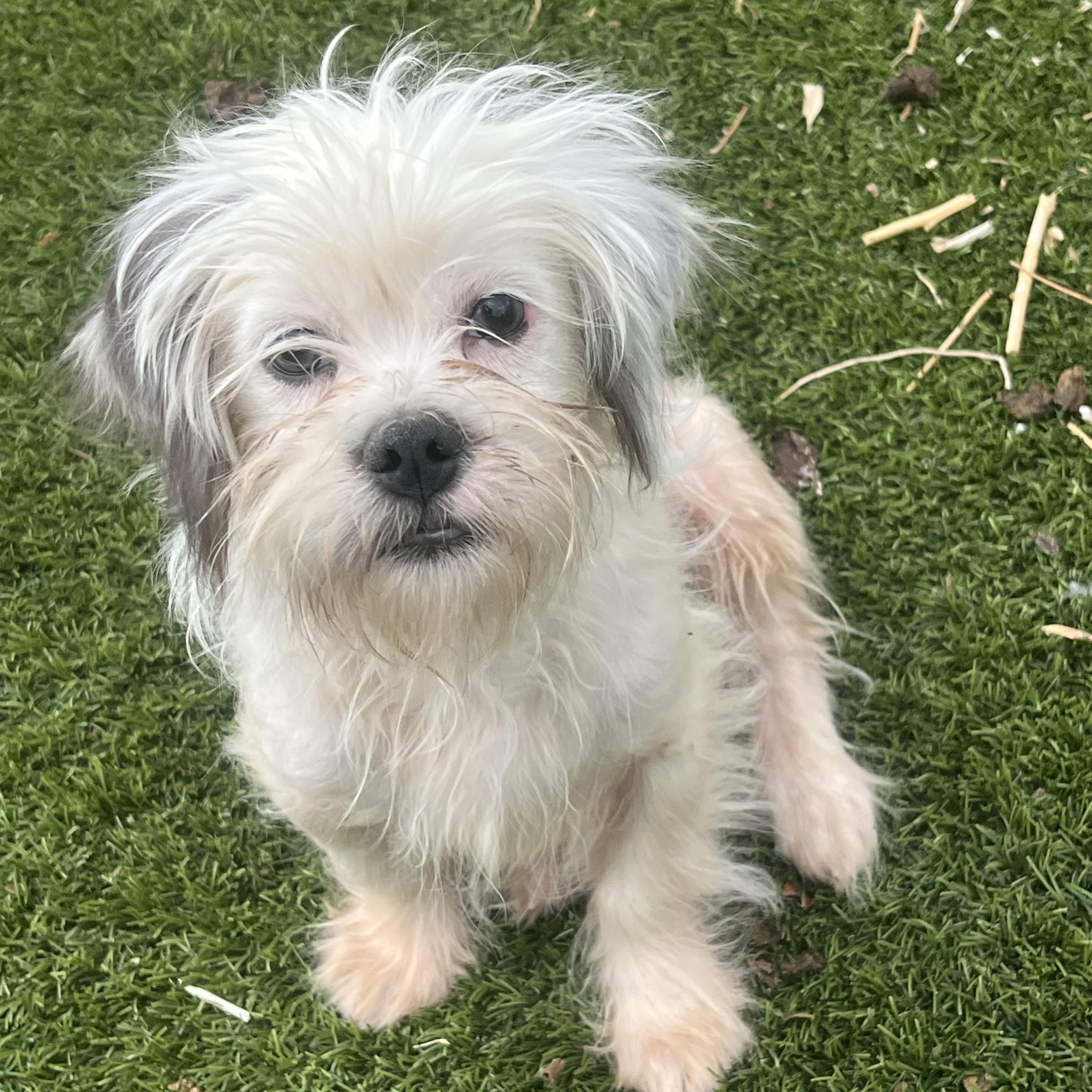 Duffie, Adoptable, Puppy Male Shih Tzu.