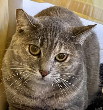 Enlarge Gloria (and Anderson) in foster, a Adoptable Domestic Short Hair in Santa Cruz, CA image 1/1