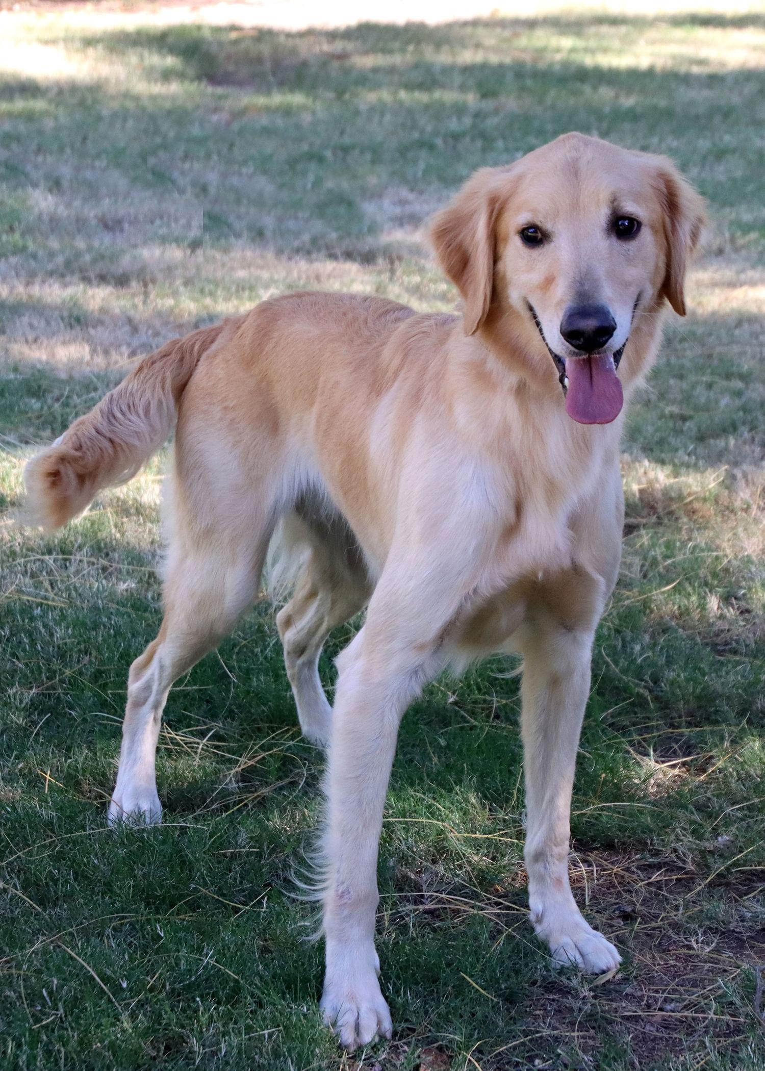 Mickey/Jack, a Adopted Golden Retriever in Glendale, AZ image 1/3