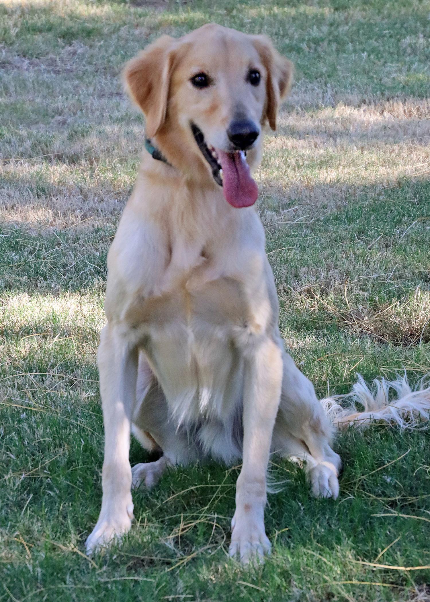 Mickey/Jack, a Adopted Golden Retriever in Glendale, AZ image 3/3