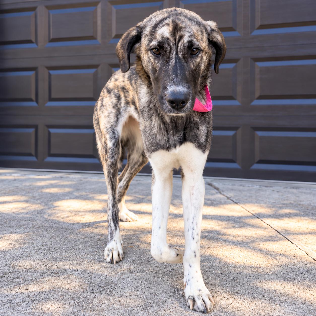 Enlarge Hattie, a Adoptable Anatolian Shepherd in Fort Wayne, IN image 5/6