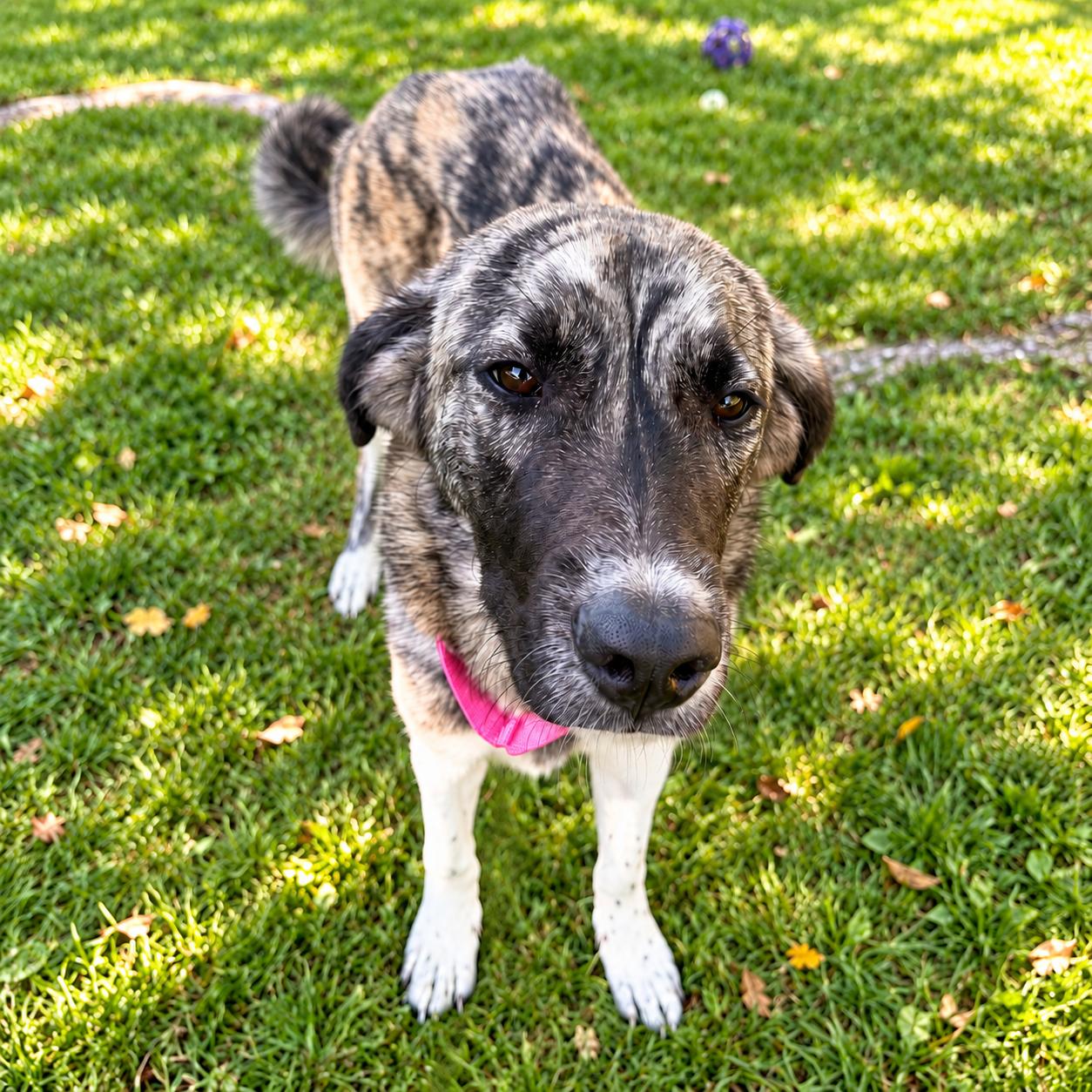 Enlarge Hattie, a Adoptable Anatolian Shepherd in Fort Wayne, IN image 4/6