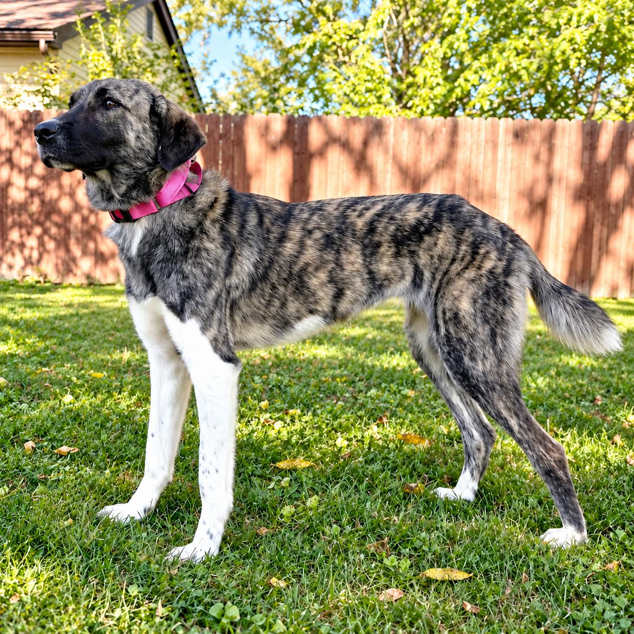 Enlarge Hattie, a Adoptable Anatolian Shepherd in Fort Wayne, IN image 6/6