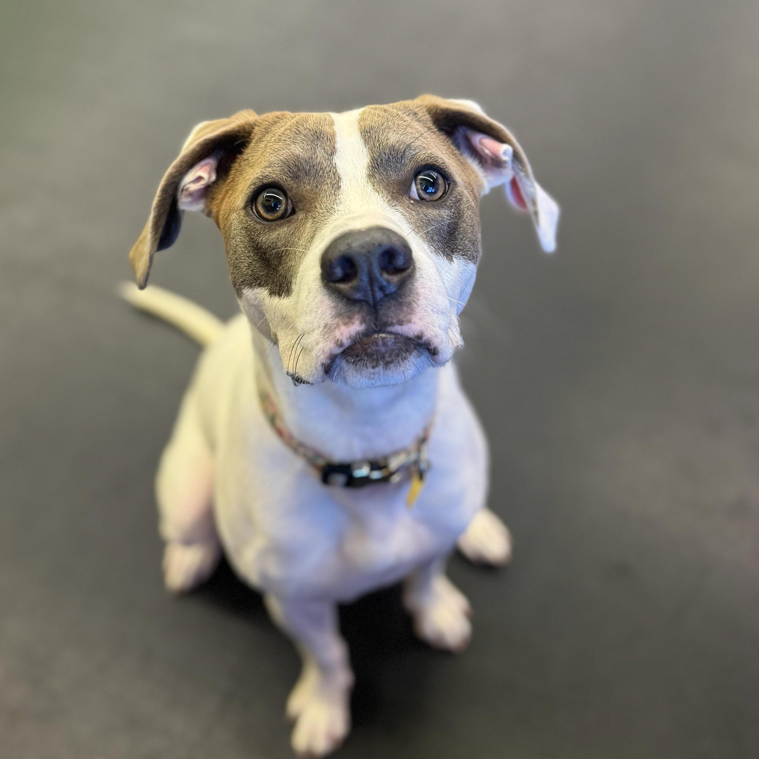 Honey — thumbnail 6