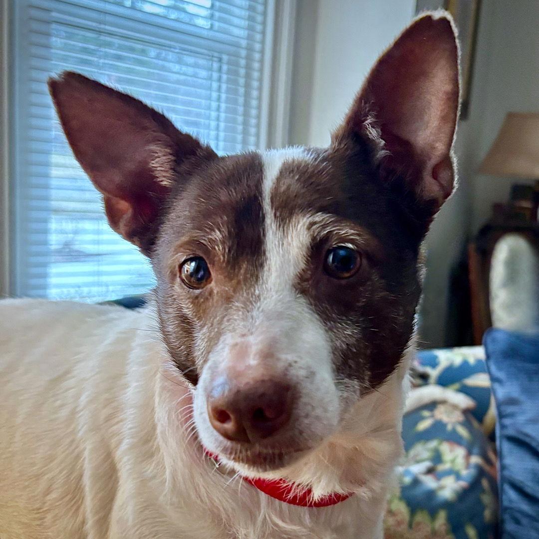 Tootsie (VA), Adoptable, Adult Female Rat Terrier & Jack Russell Terrier.