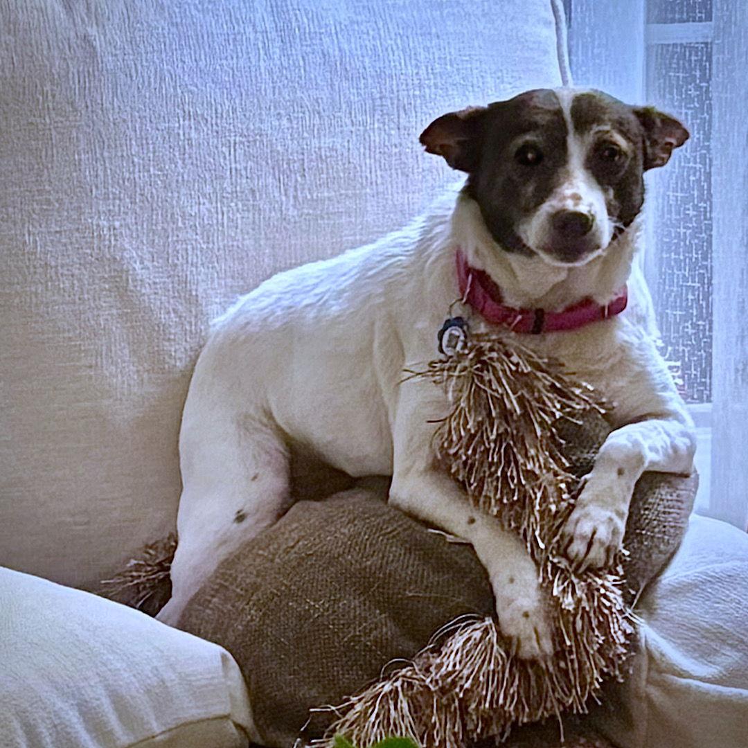 Enlarge Tootsie (VA), a Adoptable mixed breed in richmond, VA image 3/3