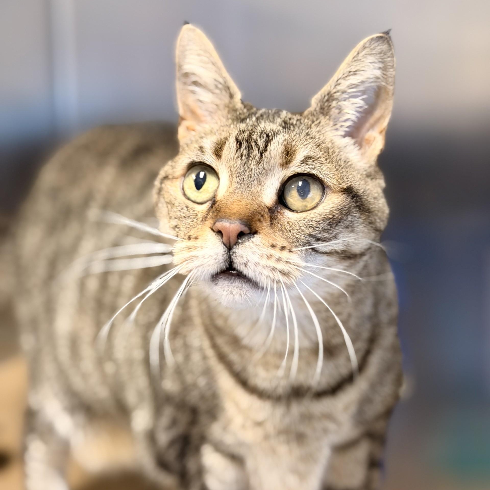 Enlarge Chloe, a Adoptable Domestic Short Hair in Manahawkin, NJ image 2/2