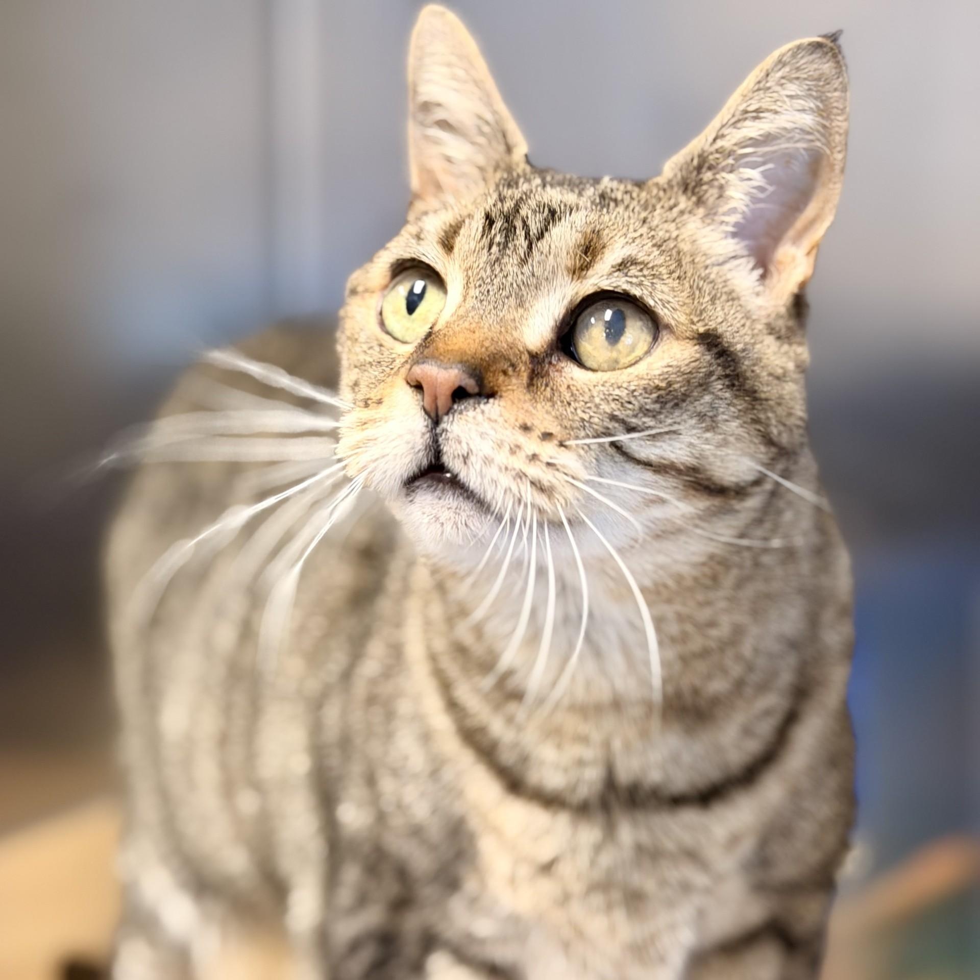 Chloe, Adoptable, Senior Female Domestic Short Hair.