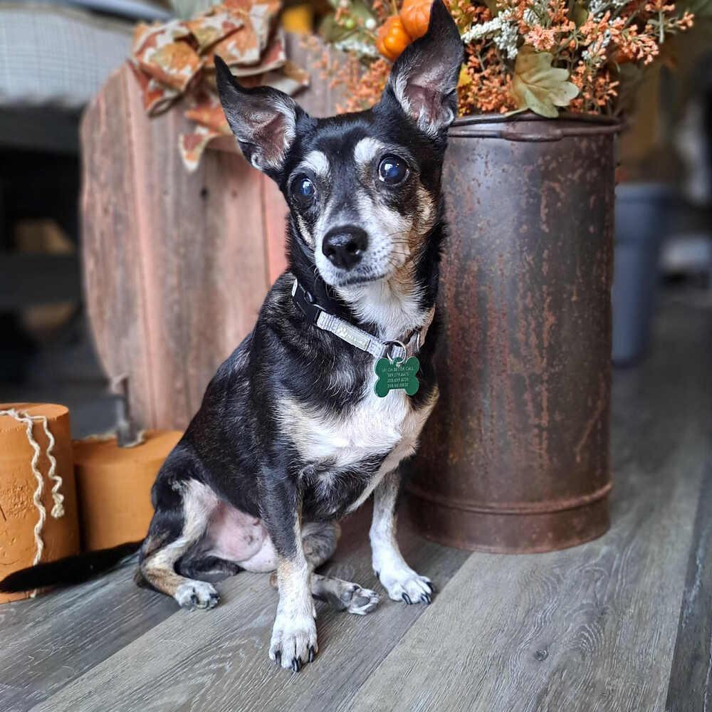 Rachel, Adoptable, Adult Female Rat Terrier.