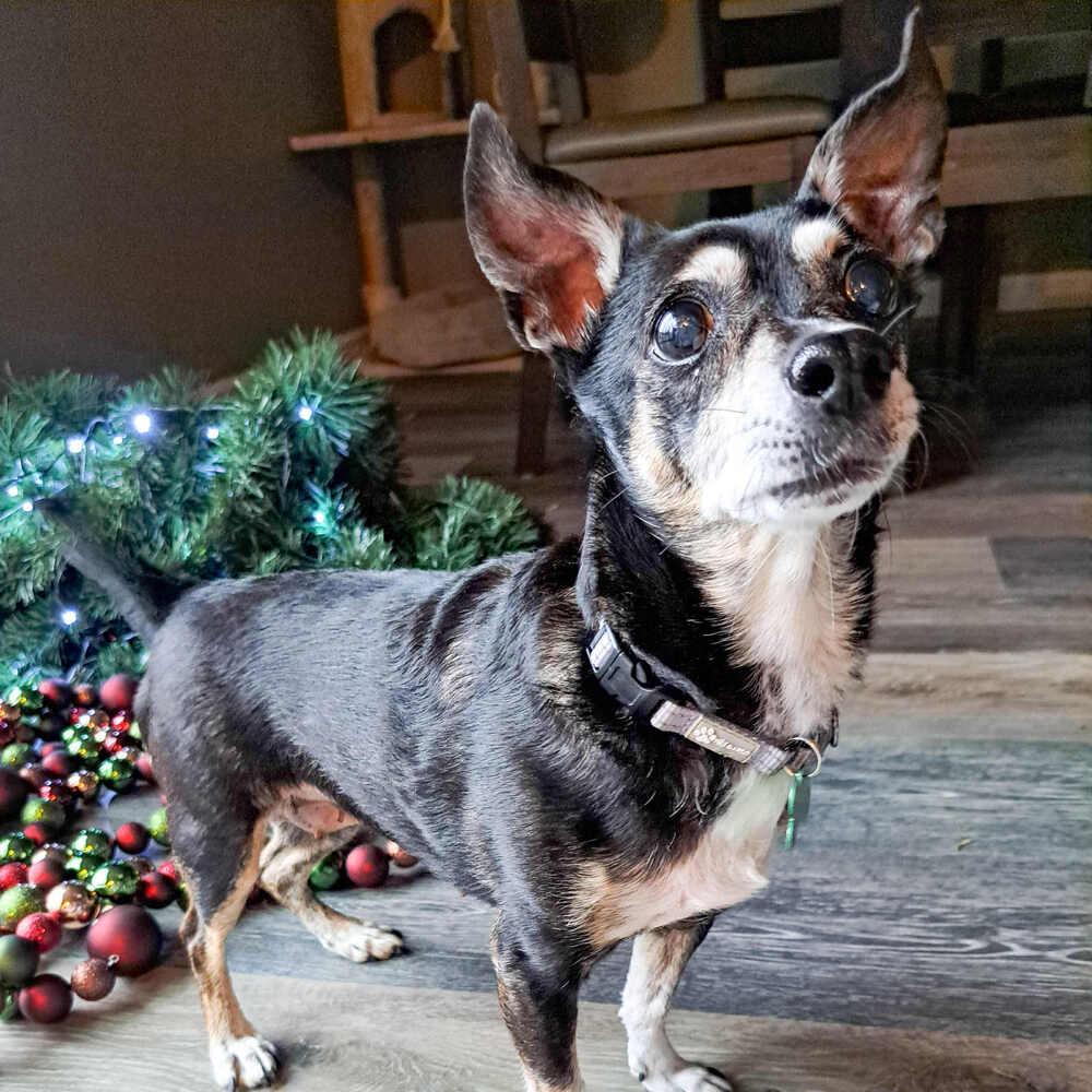 Rachel, a Adoptable mixed breed in Rathdrum, ID image 2/6