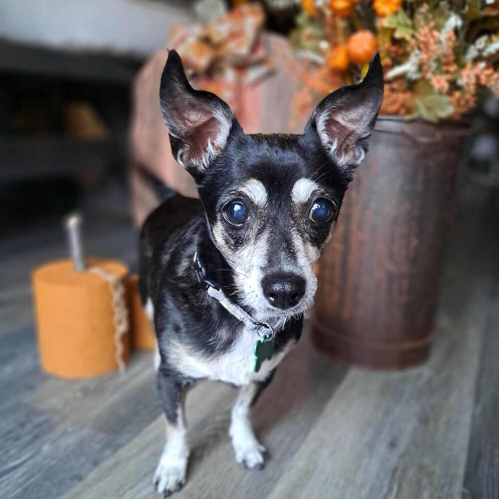 Rachel, a Adoptable mixed breed in Rathdrum, ID image 4/6