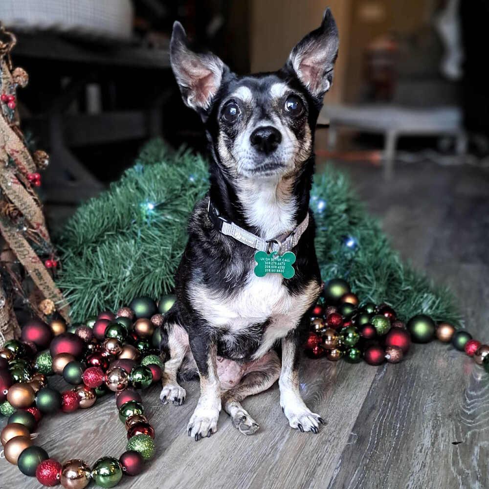 Rachel, a Adoptable mixed breed in Rathdrum, ID image 5/6