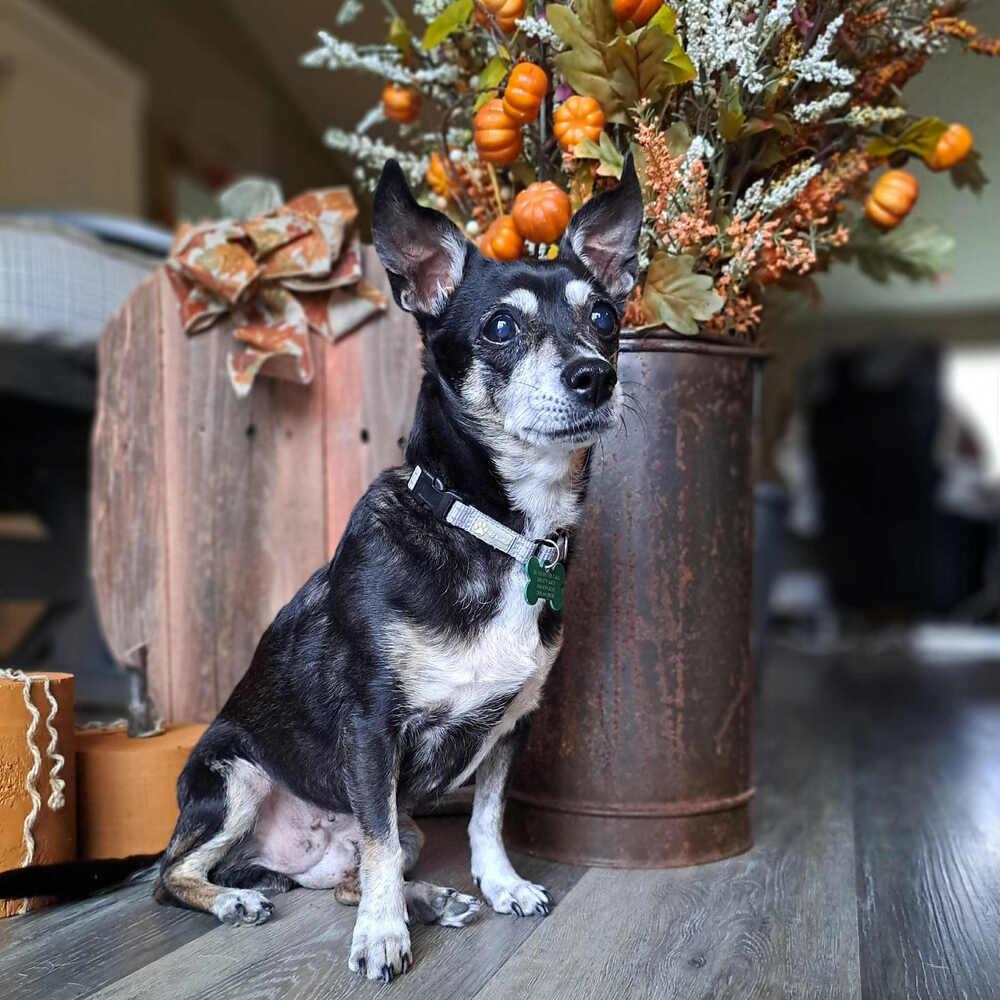 Rachel, a Adoptable mixed breed in Rathdrum, ID image 6/6