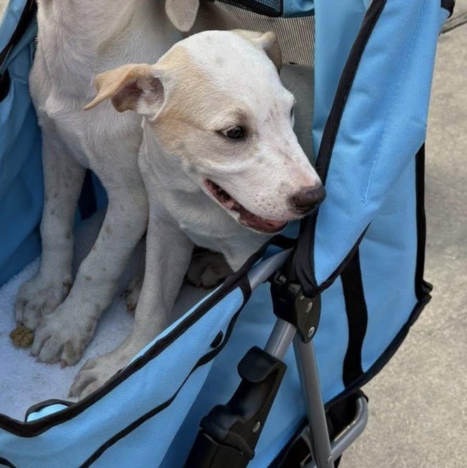 Enlarge Tinker bell, a Adopted mixed breed in San Antonio, TX image 1/2