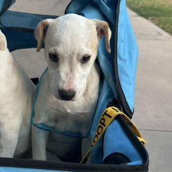 Enlarge Tinker bell, a Adopted mixed breed in San Antonio, TX image 2/2