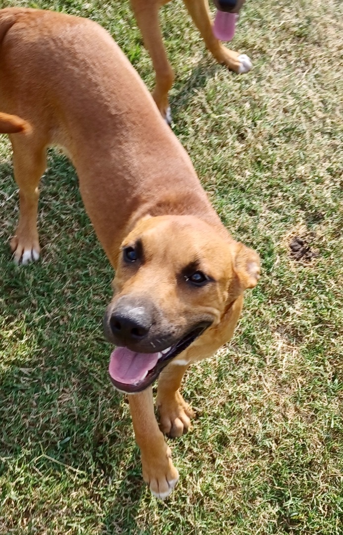 Enlarge Sunshine, a Adopted mixed breed in Newport, AR image 1/12