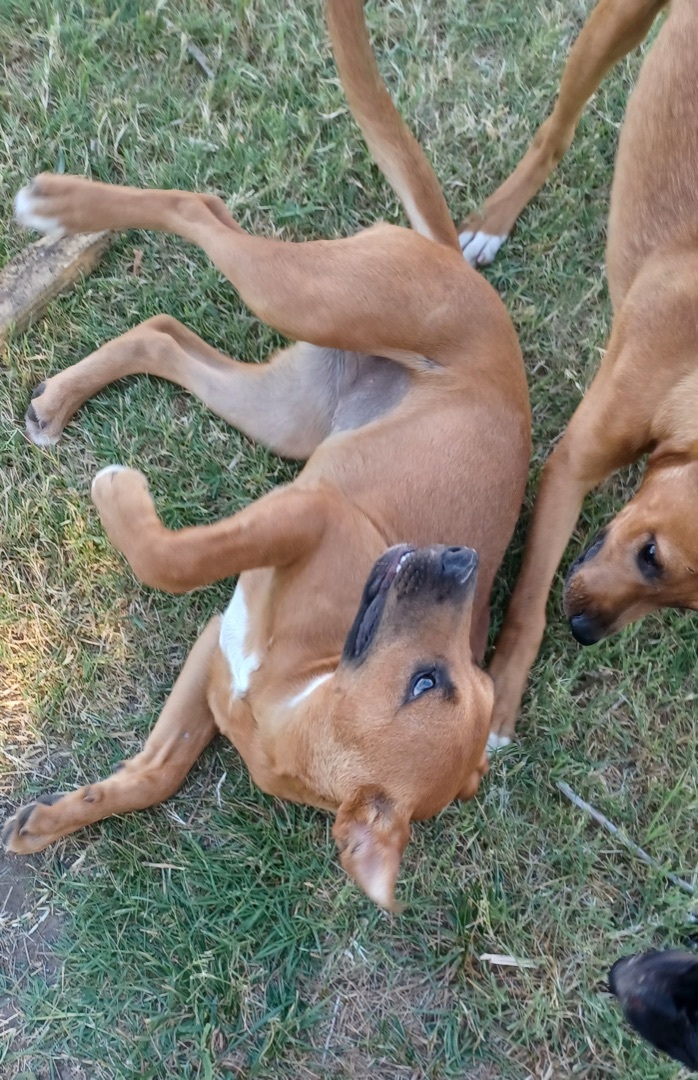 Enlarge Sunshine, a Adopted mixed breed in Newport, AR image 2/12