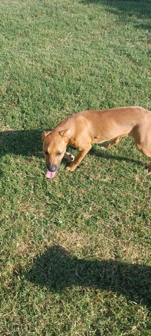 Enlarge Sunshine, a Adopted mixed breed in Newport, AR image 3/12