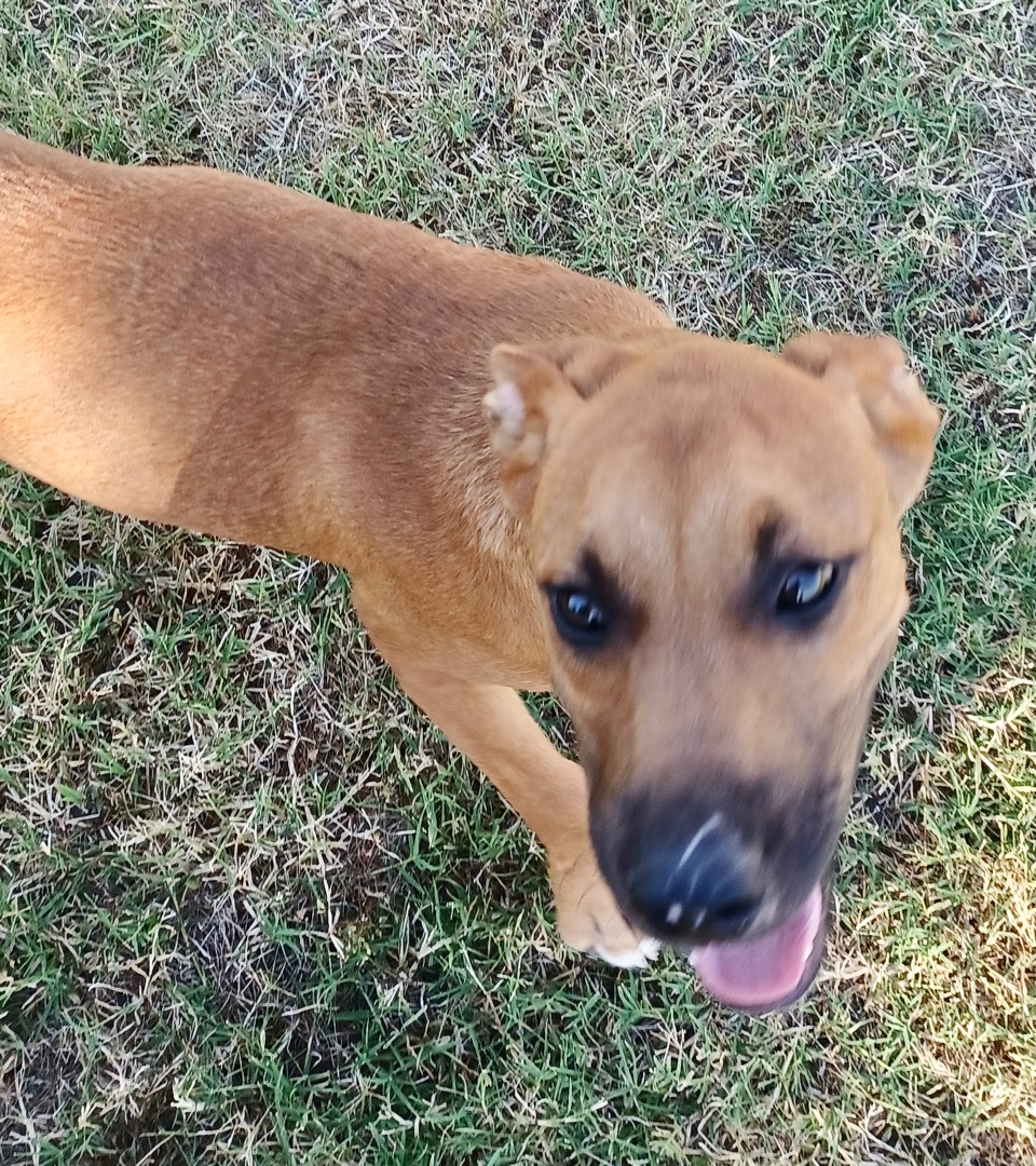 Enlarge Sunshine, a Adopted mixed breed in Newport, AR image 4/12