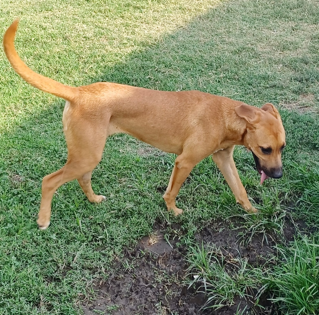 Enlarge Sunshine, a Adopted mixed breed in Newport, AR image 5/12