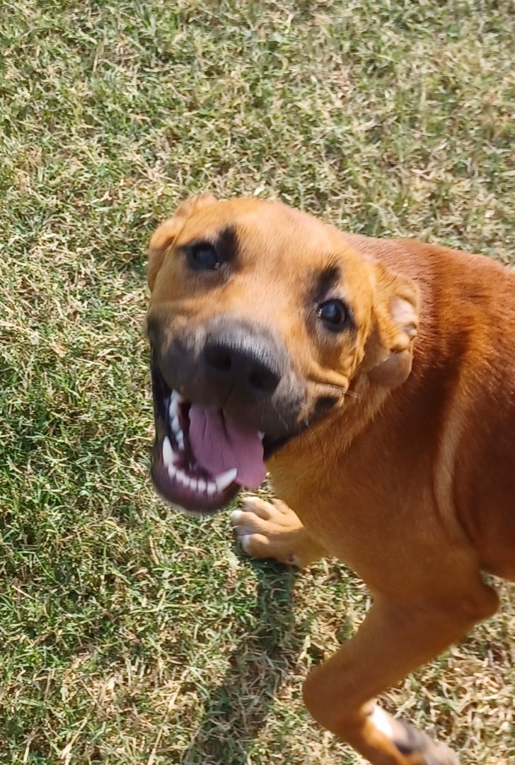 Enlarge Sunshine, a Adopted mixed breed in Newport, AR image 6/12