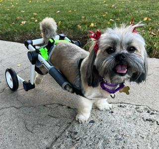 Enlarge LUNA, a Adopted Shih Tzu in Santa Monica, CA image 2/4