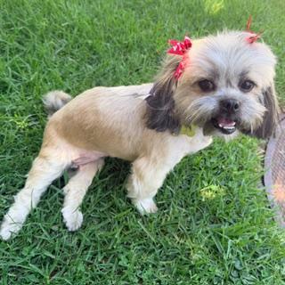 Enlarge LUNA, a Adopted Shih Tzu in Santa Monica, CA image 3/4